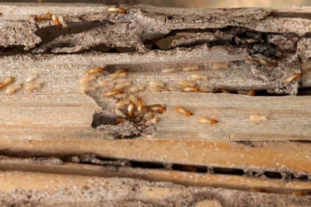 Professional Pest Control in Morris, MN