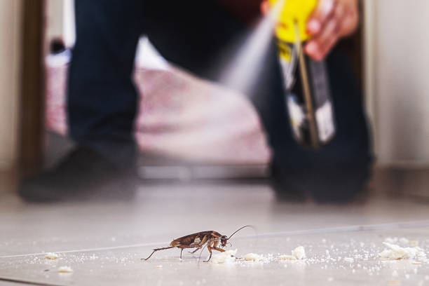 Best Flea Control Services  in Morris, MN