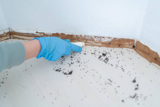 Best Wasp Removal Services  in Morris, MN